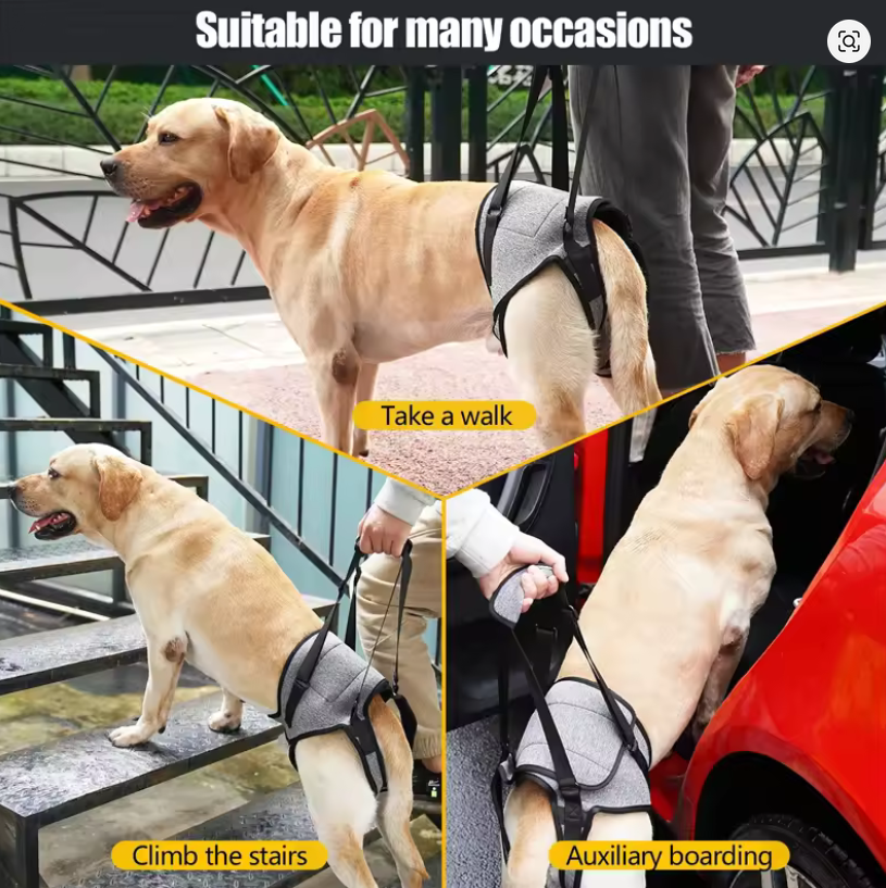 Harnais de levage pour chien – Aide à la mobilité et au soutien arrière